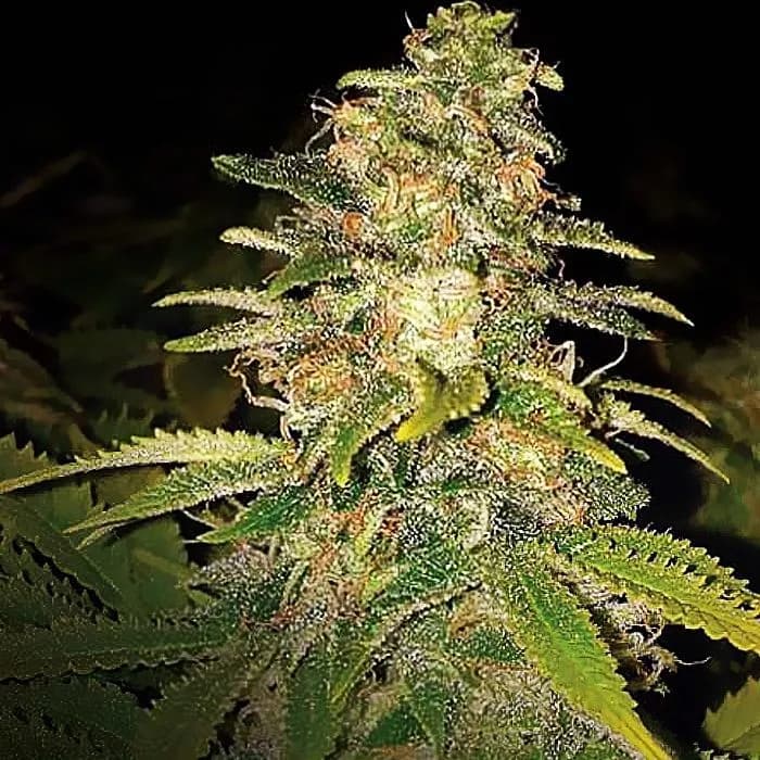 Critical Blue Auto
