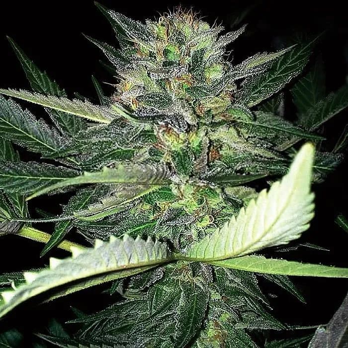 Critical Lights