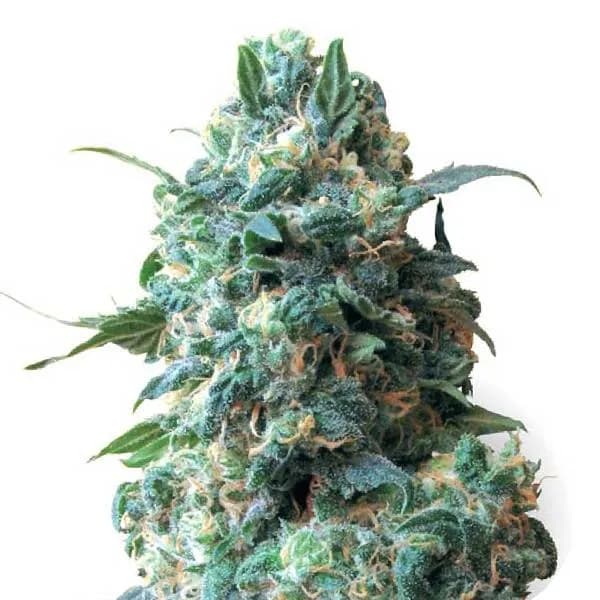 Critical