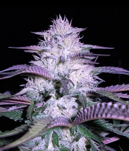 Currant Kush