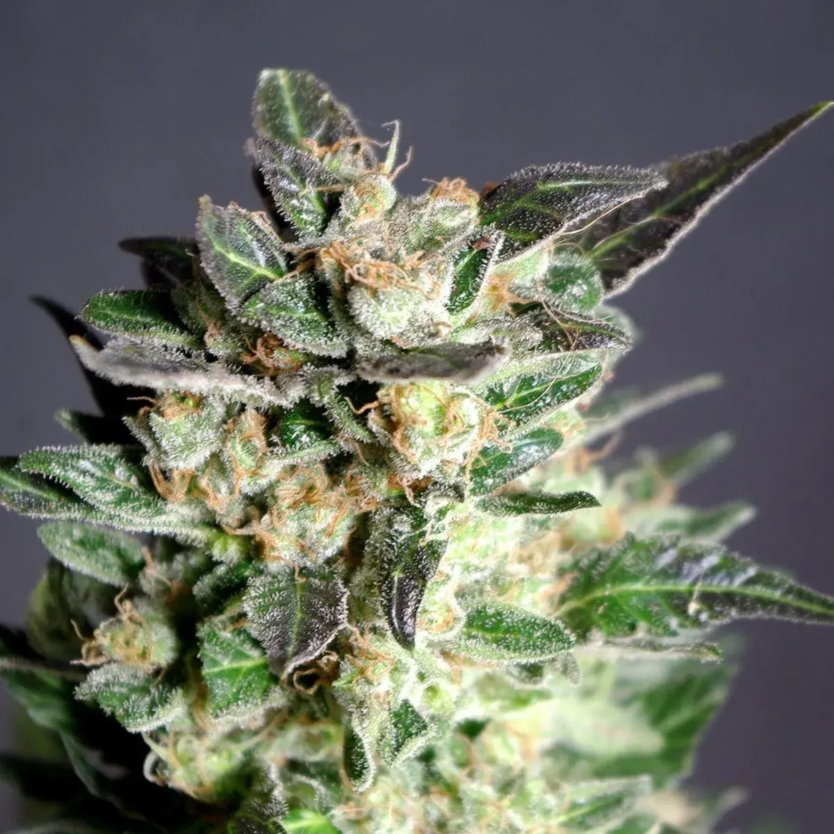 Diesel Glue