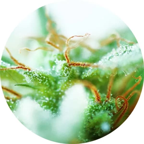 Dr. Tao Sativa