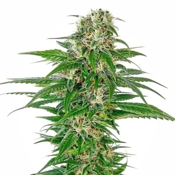 Early Skunk Autoflower