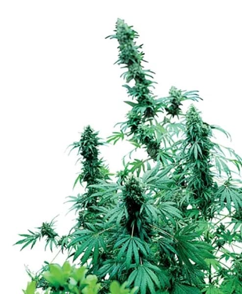 Early Skunk