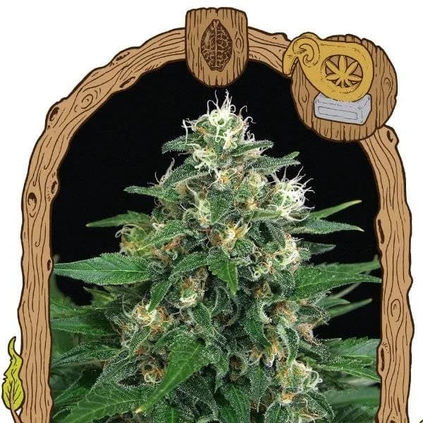 Exotic Thai