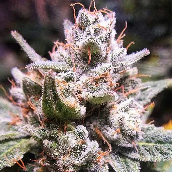 Expert Gorilla Auto