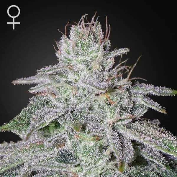 Franco's Lemon Cheese