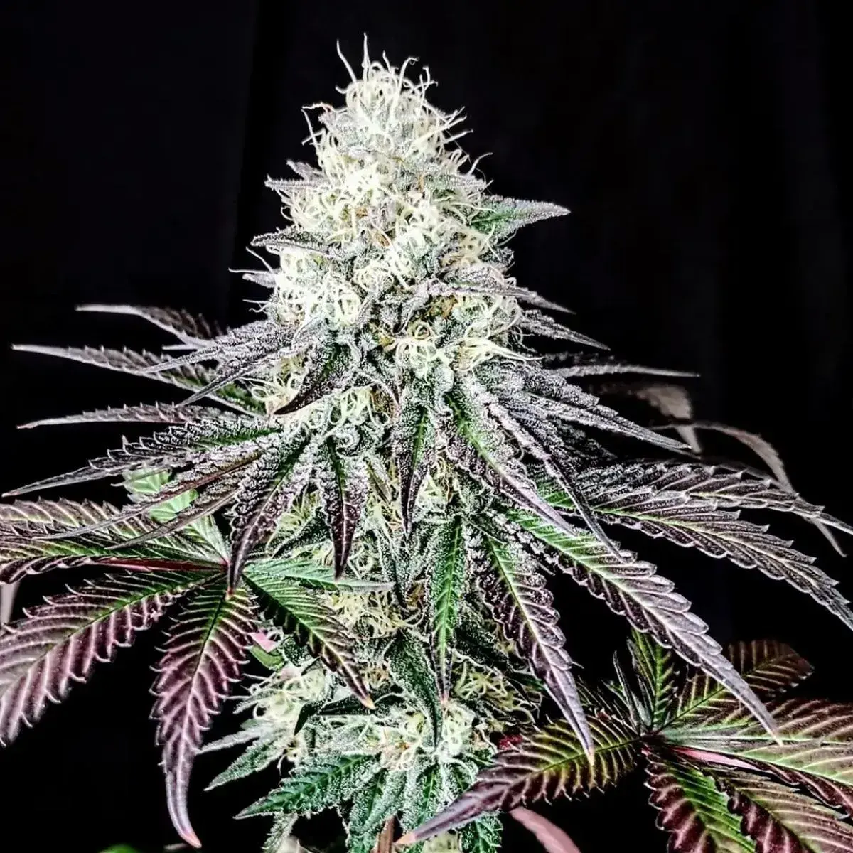 Garlic Cookies