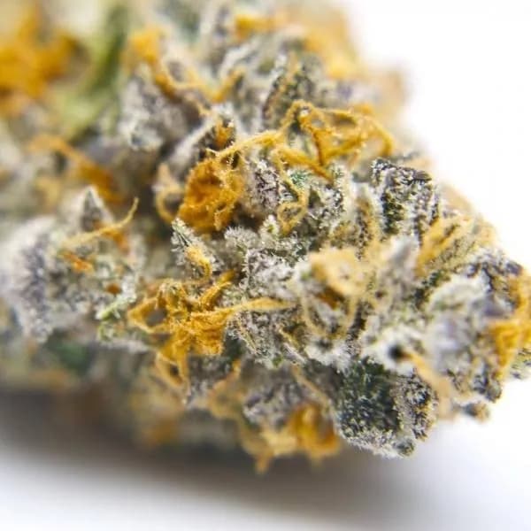 Gelato 41