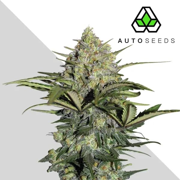 GG#4 Auto