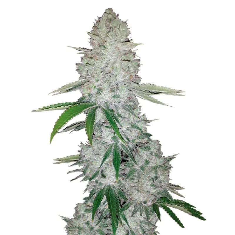GG#4 Auto