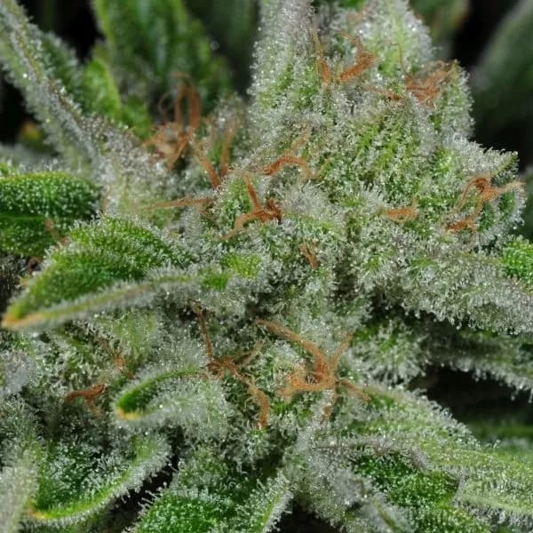 Ghost Train Haze 1