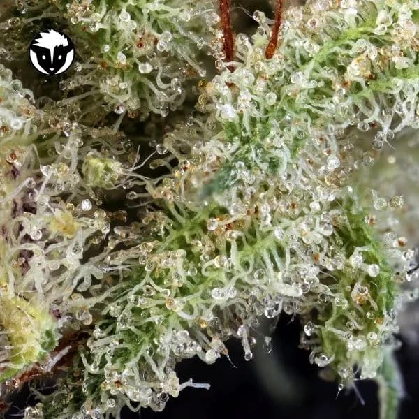 Ghost Train Haze 1