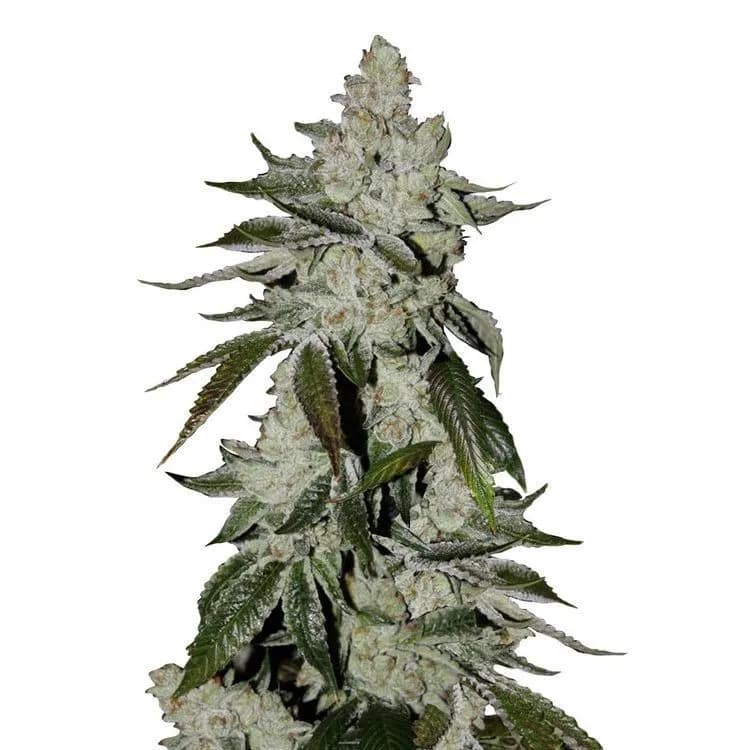 Girl Scout Cookies Auto
