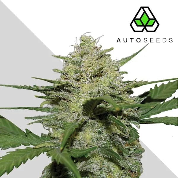 Girl Scout Cookies