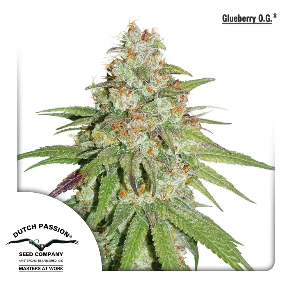 Glueberry OG