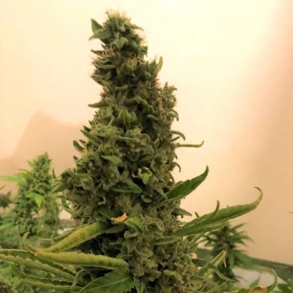 Gorilla #4