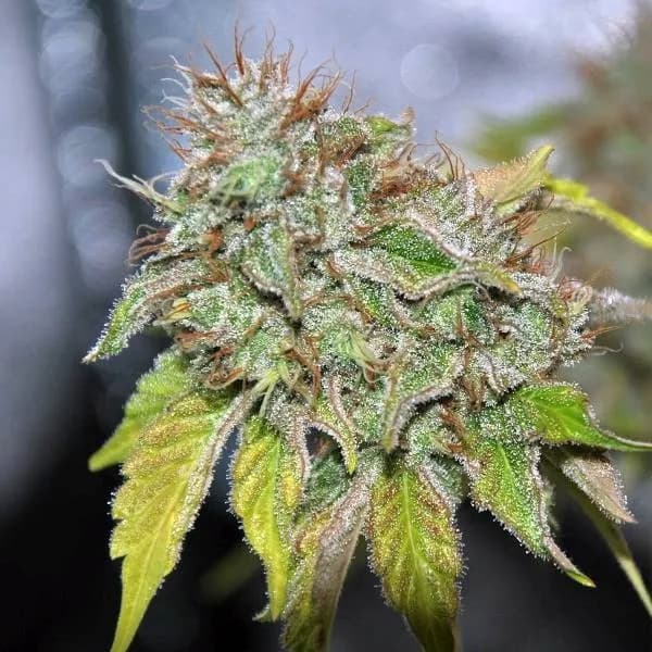 Grandaddy Confidential