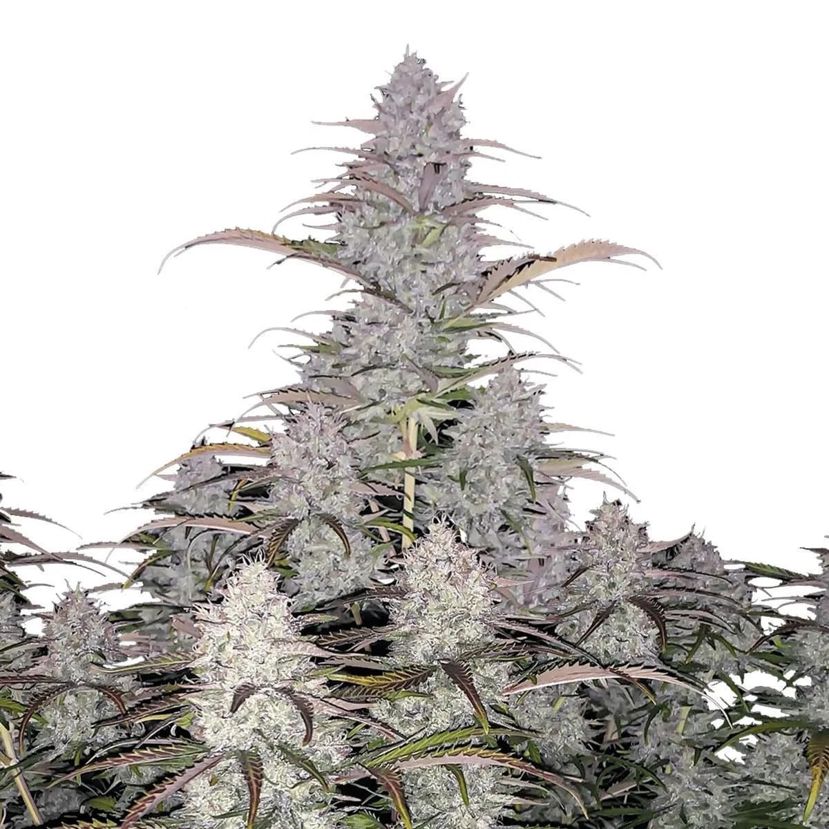 Green Crack Auto