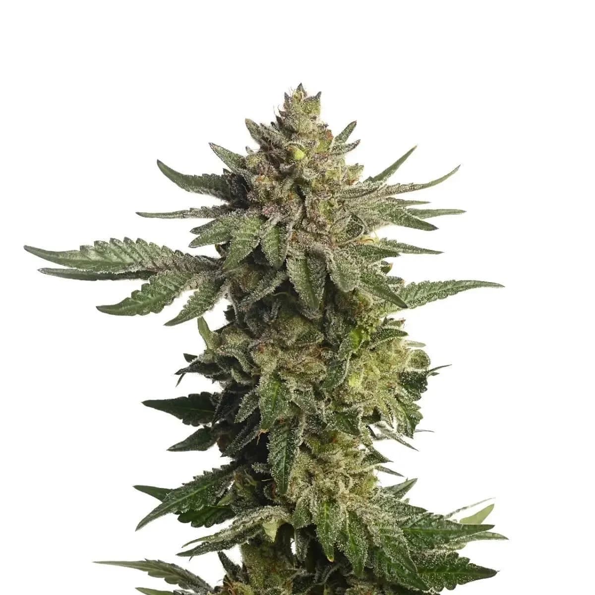 Green Magic