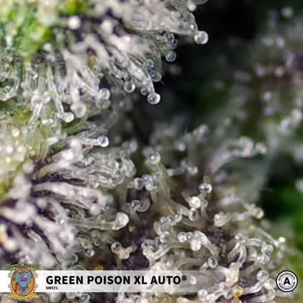 Green Poison XL Auto