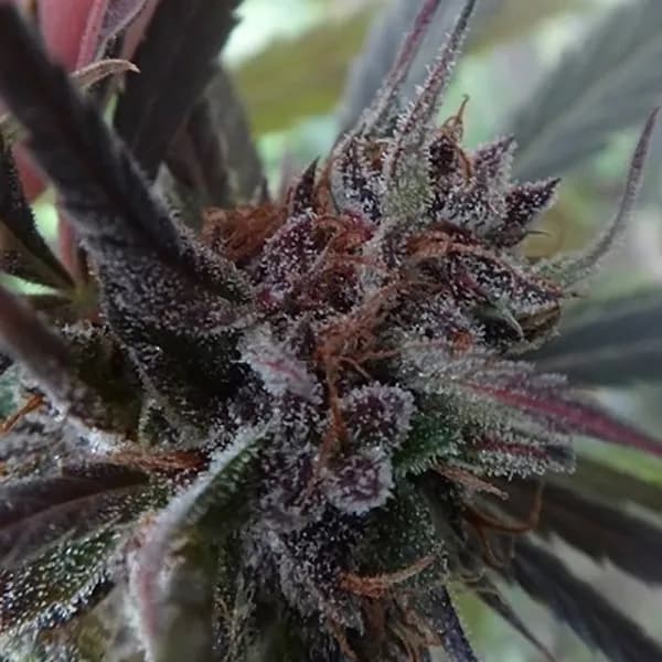 Haze x Kali China