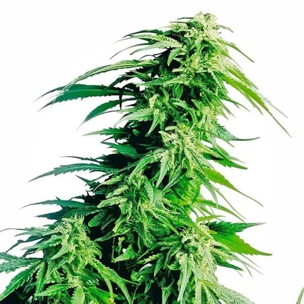 Hindu Kush
