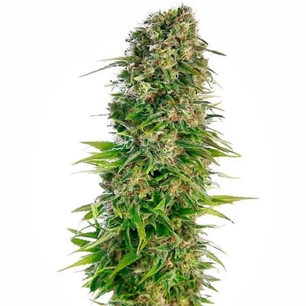 Hindu Kush Autoflower