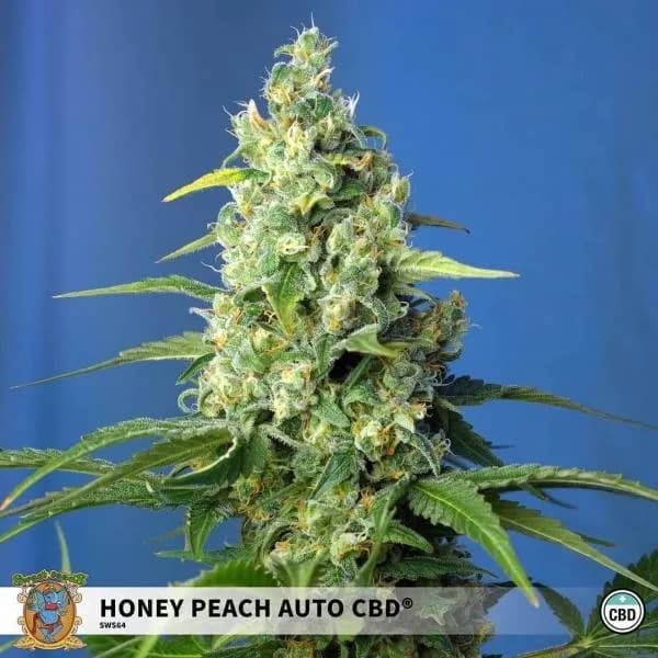 Honey Peach Auto CBD