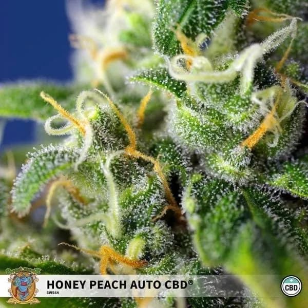 Honey Peach Auto CBD