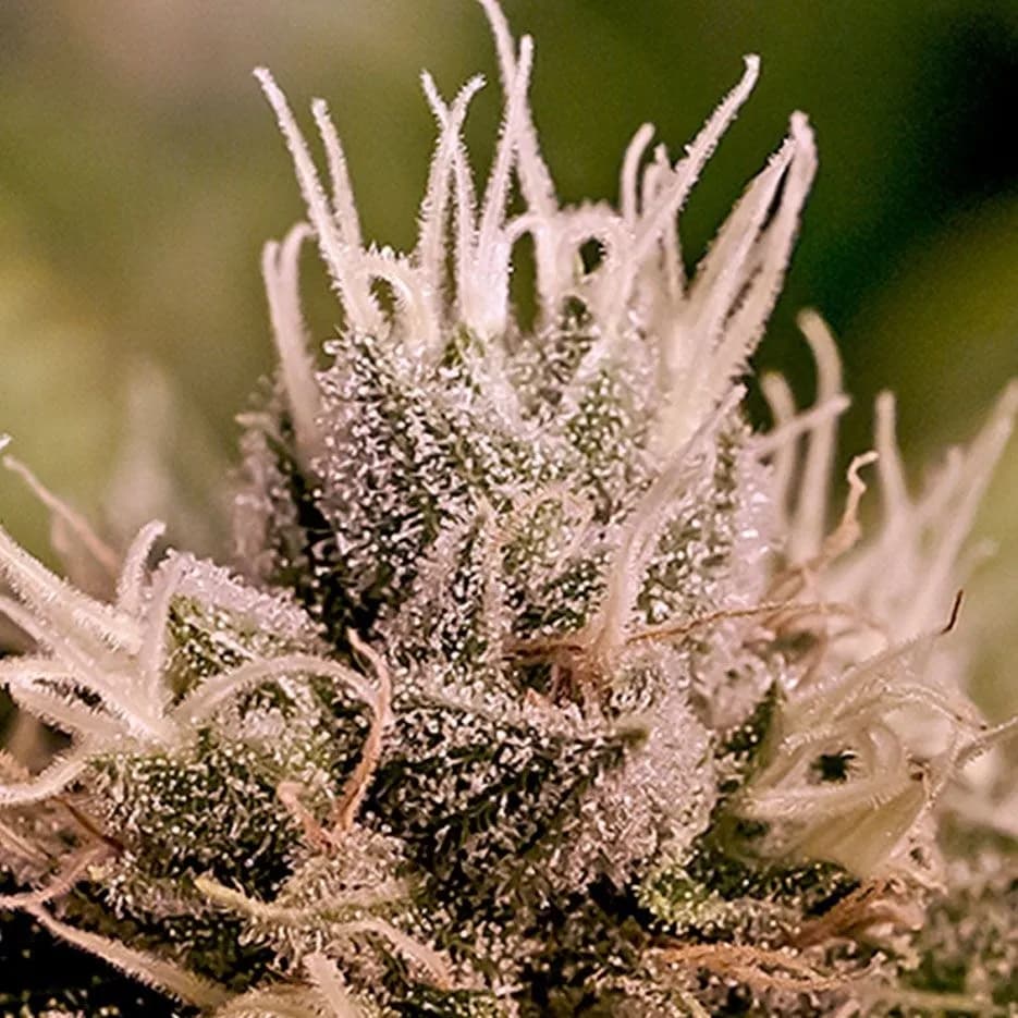 Jack Diesel Auto