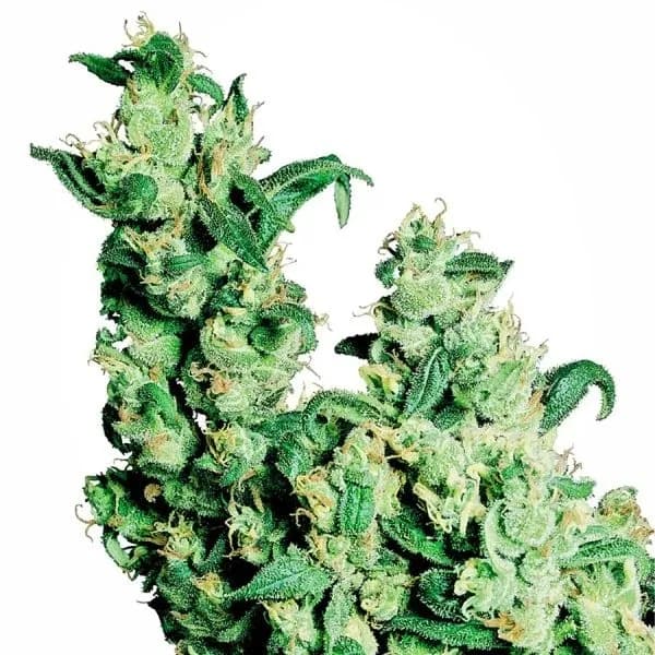 Jack Herer