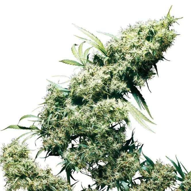 Jamaican Pearl
