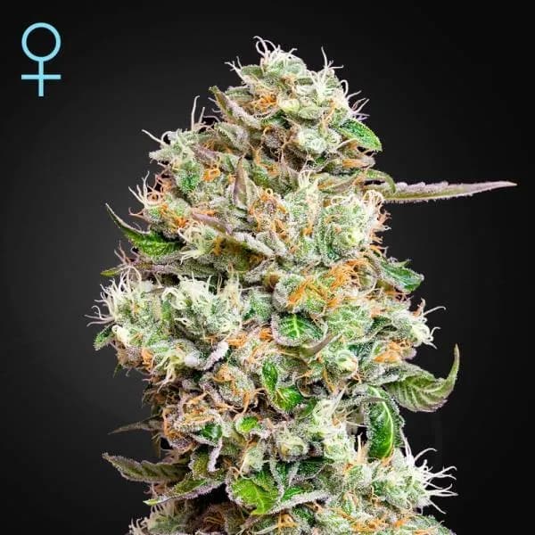 King's Kush Autoflowering CBD