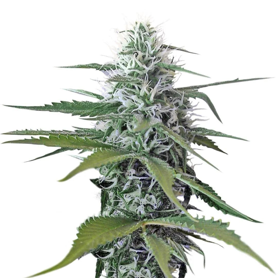 Kosher Tangie Kush
