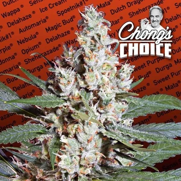 L.A. Amnesia