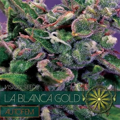 La Blanca Gold Autoflowering