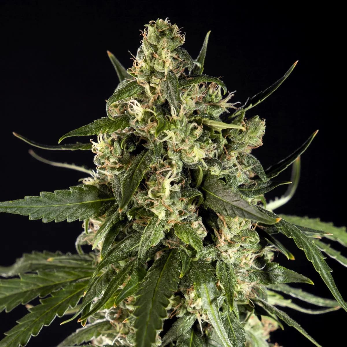 Lemon Auto CBD