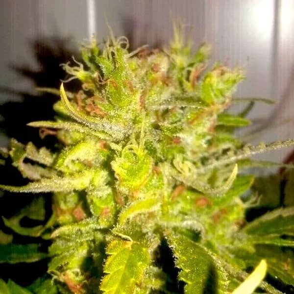 Lemon Haze