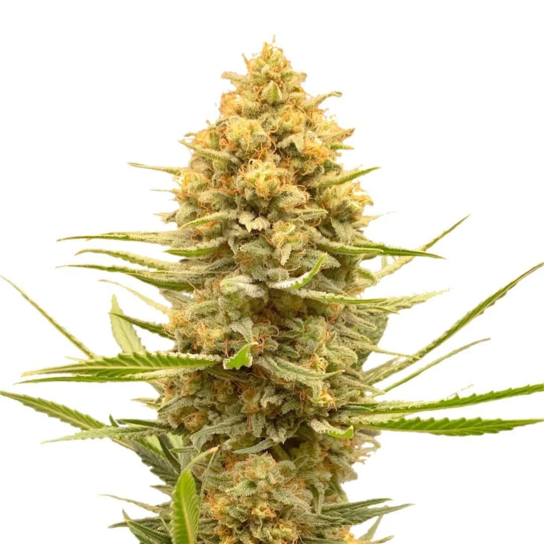 Lemon Ice