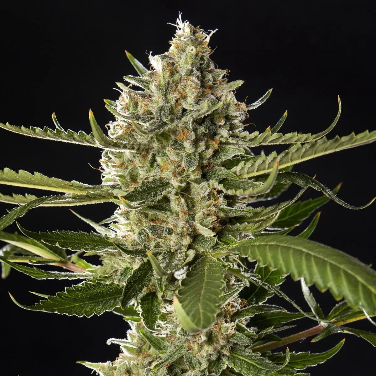 Lemon OG Candy