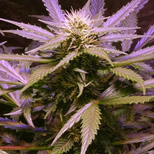Lemon OG Haze Autoflower