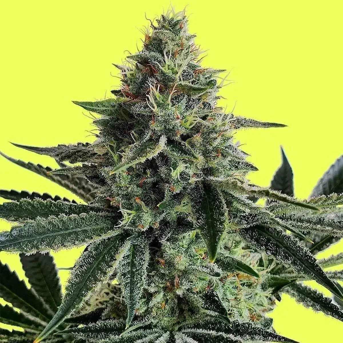 Lemon Storm