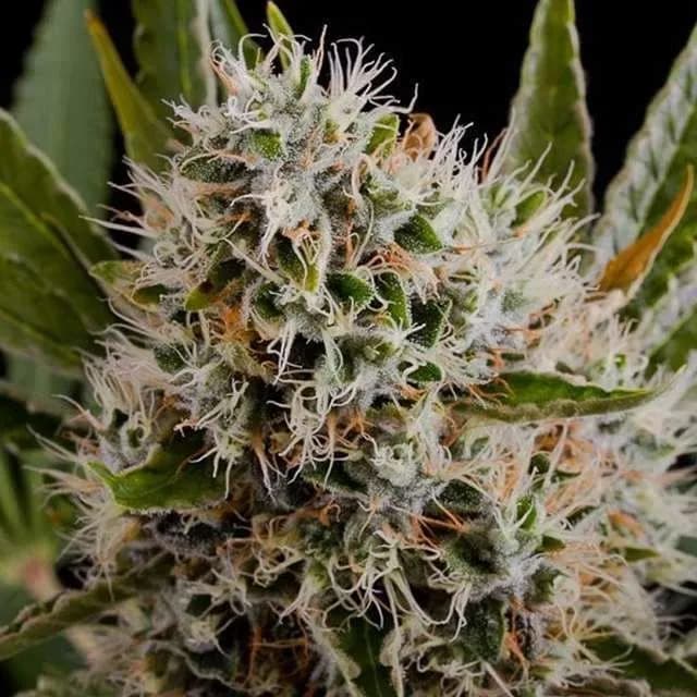 Lithium OG Kush Autoflower