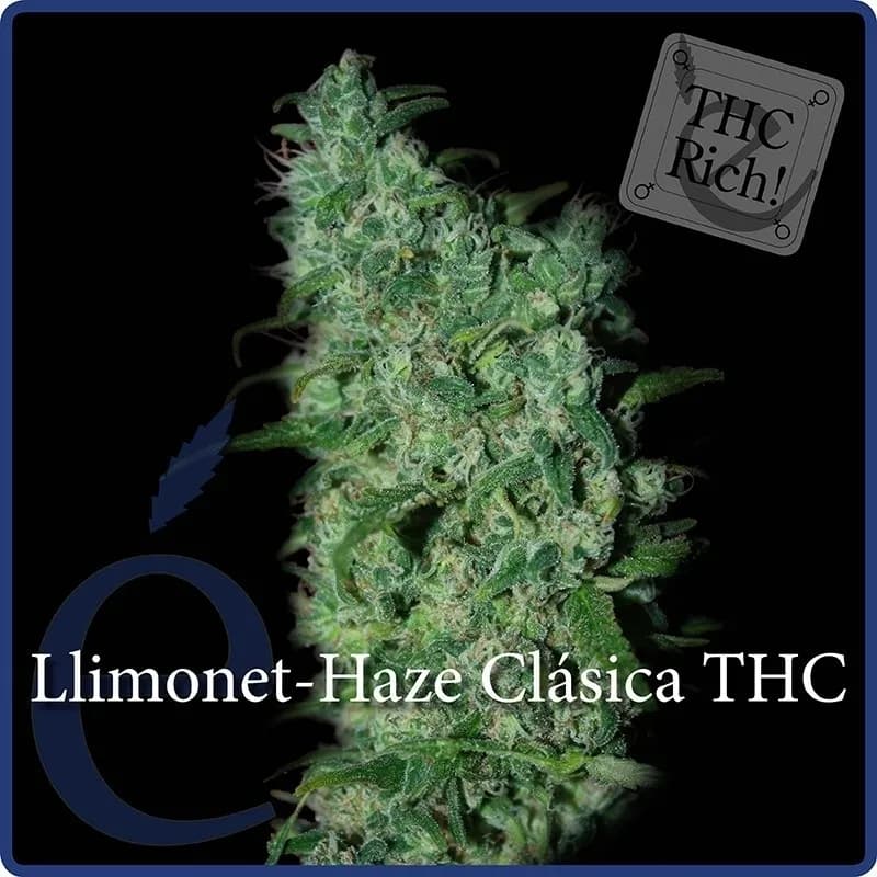 Llimonet Haze Classic THC