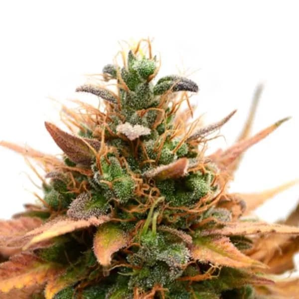 Medijuana CBD