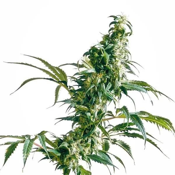 Mexican Sativa