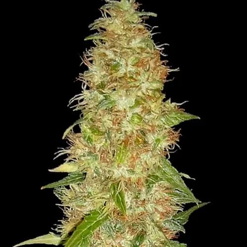 Moon Walker Kush