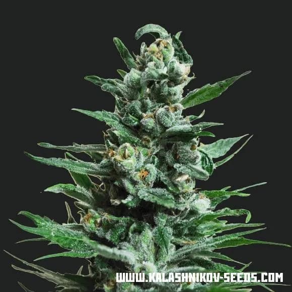 Moscow Blueberry Auto