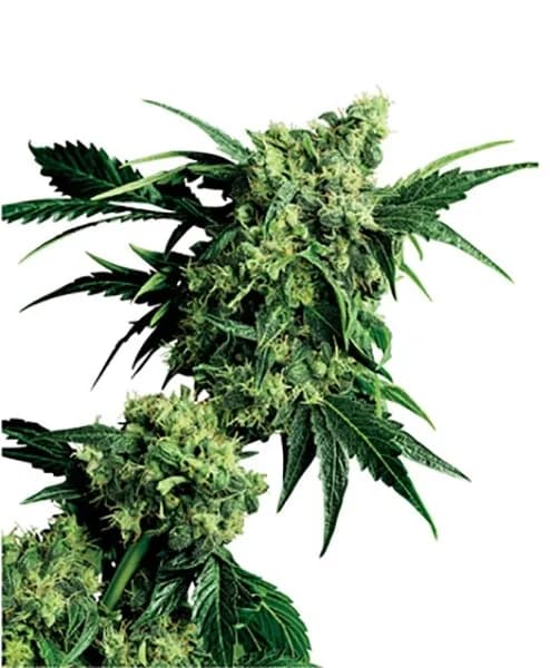 Mr. Nice G13 x Hash Plant